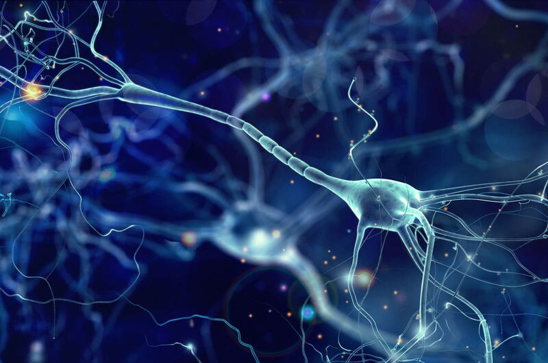 Hormone und ihre Funktionen