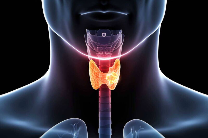 Die Schilddrüse – Hormonzentrale des Lebens